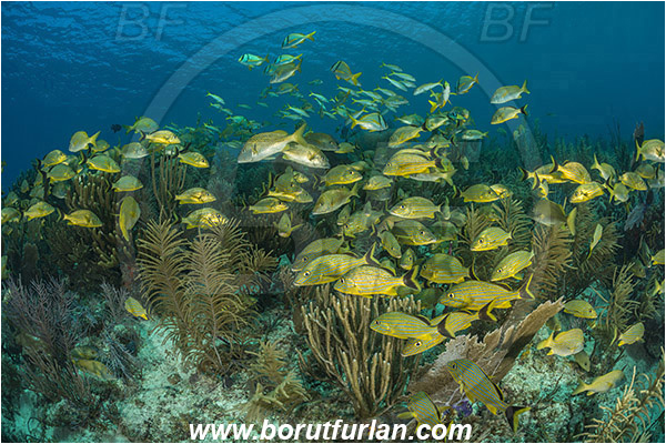 Jardines de la Reina, Cuba, Caribbean sea, Atlantic ocean, Haemulon sciurus, Haemulon, Haemulidae, Bluestriped grunt, Grunt, Fish, Fish school, Reef