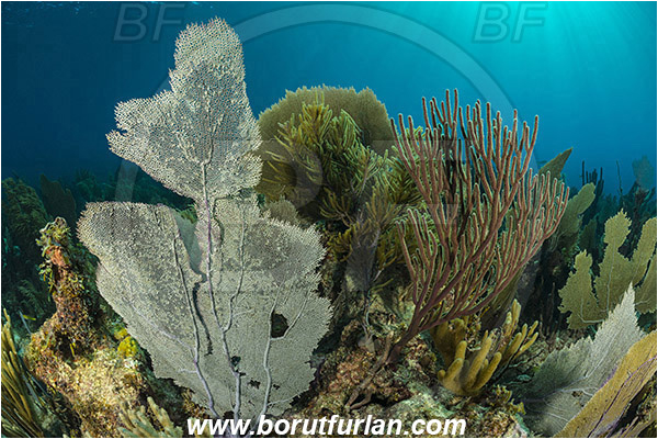 Jardines de la Reina, Cuba, Caribbean sea, Atlantic ocean, Gorgonia flabellum, Gorgonia, Gorgoniidae, Venus Sea Fan, Sea fan, Antillogorgia acerosa, Antillogorgia, Gorgoniidae, Common sea plume, Sea Plume, Coral, Cnidaria, Cnidarian, Reef