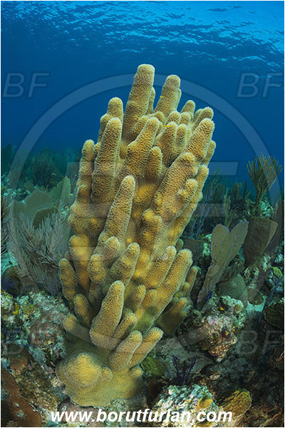 Jardines de la Reina, Cuba, Caribbean sea, Atlantic ocean, Dendrogyra cylindrus, Dendrogyra, Meandrinidae, Anthozoa, Cnidaria, Cnidarian, Pillar Coral, Coral, Reef