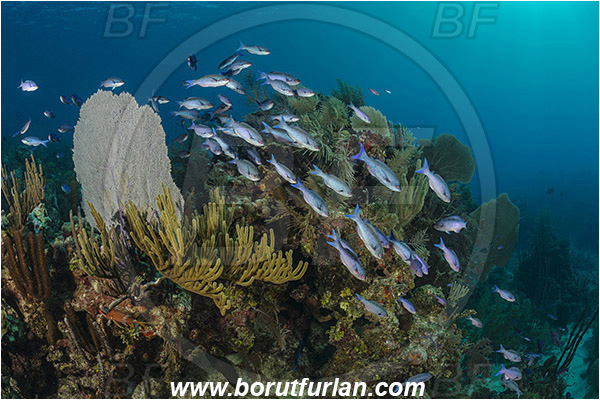 Jardines de la Reina, Cuba, Caribbean sea, Atlantic ocean, Clepticus parrae, Clepticus, Labridae, Creole wrasse, Juvenile, Wrasse, Fish, Fish school, Reef