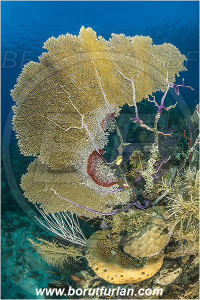 Jardines de la Reina, Cuba, Caribbean sea, Atlantic ocean, Gorgonia flabellum, Gorgonia, Gorgoniidae, Venus Sea Fan, Sea fan, Coral, Cnidaria, Cnidarian, Reef