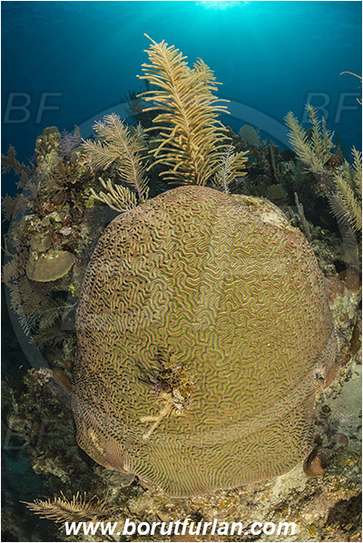 Jardines de la Reina, Cuba, Caribbean sea, Atlantic ocean, Pseudodiploria strigosa, Pseudodiploria, Faviidae, Anthozoa, Cnidaria, Cnidarian, Symmetrical Brain Coral, Coral, Reef
