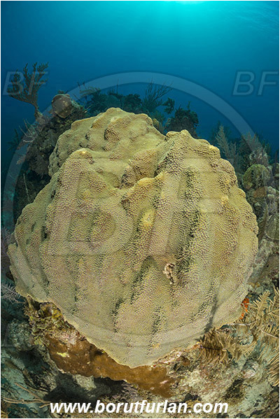 Jardines de la Reina, Cuba, Caribbean sea, Atlantic ocean, Anthozoa, Cnidaria, Cnidarian, Hard coral, Coral, Unidentified, Reef
