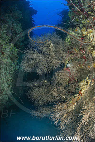 Jardines de la Reina, Cuba, Caribbean sea, Atlantic ocean, Gorgoniidae, Sea Plume, Coral, Cnidaria, Cnidarian, Reef, Canyon