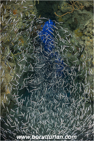 Jardines de la Reina, Cuba, Caribbean sea, Atlantic ocean, Reef, Cave, Atherinidae, Silverside, Fish, Fish school