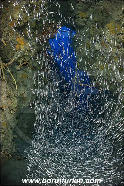 Jardines de la Reina, Cuba, Caribbean sea, Atlantic ocean, Reef, Cave, Atherinidae, Silverside, Fish, Fish school