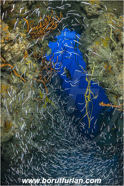 Jardines de la Reina, Cuba, Caribbean sea, Atlantic ocean, Aplysina fulva, Aplysina, Aplysinidae, Scattered pore rope sponge, Sponge, Porifera, Reef, Cave, Atherinidae, Silverside, Fish, Fish school