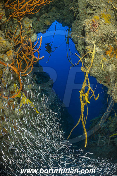 Jardines de la Reina, Cuba, Caribbean sea, Atlantic ocean, Aplysina fulva, Aplysina, Aplysinidae, Scattered pore rope sponge, Sponge, Porifera, Reef, Cave, Atherinidae, Silverside, Fish, Fish school