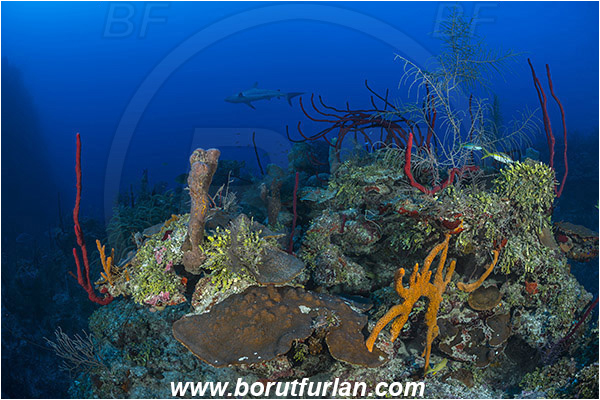Jardines de la Reina, Cuba, Caribbean sea, Atlantic ocean, Sponge, Porifera, Carcharhinus perezii, Carcharhinus, Carcharhinidae, Elasmobranchii, Caribbean reef shark, Shark, Fish, Reef