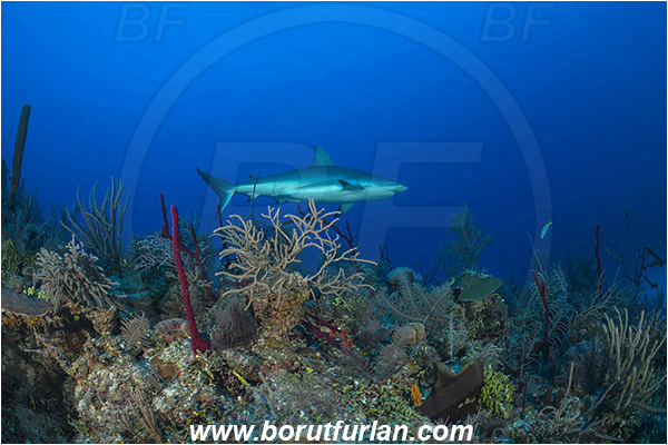 Jardines de la Reina, Cuba, Caribbean sea, Atlantic ocean, Carcharhinus perezii, Carcharhinus, Carcharhinidae, Elasmobranchii, Caribbean reef shark, Shark, Fish, Reef