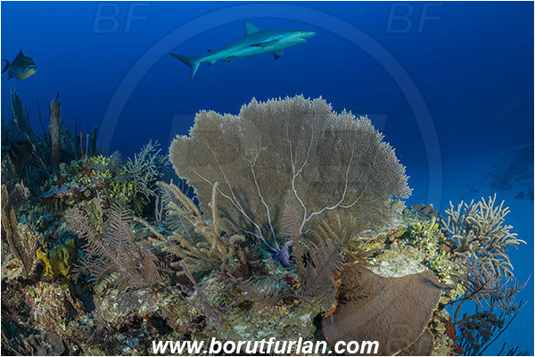 Jardines de la Reina, Cuba, Caribbean sea, Atlantic ocean, Gorgonia flabellum, Gorgonia, Gorgoniidae, Venus Sea Fan, Sea fan, Coral, Cnidaria, Cnidarian, Carcharhinus perezii, Carcharhinus, Carcharhinidae, Elasmobranchii, Caribbean reef shark, Shark, Fish, Reef