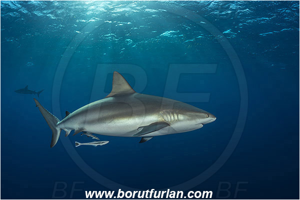 Jardines de la Reina, Cuba, Caribbean sea, Atlantic ocean, Carcharhinus perezii, Carcharhinus, Carcharhinidae, Elasmobranchii, Caribbean reef shark, Shark, Fish