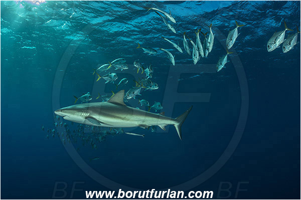 Jardines de la Reina, Cuba, Caribbean sea, Atlantic ocean, Caranx latus, Caranx, Carangidae, Horse-eye jack, Trevally, Jack, Carcharhinus perezii, Carcharhinus, Carcharhinidae, Elasmobranchii, Caribbean reef shark, Shark, Fish, Fish school