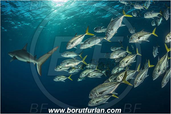 Jardines de la Reina, Cuba, Caribbean sea, Atlantic ocean, Caranx latus, Caranx, Carangidae, Horse-eye jack, Trevally, Jack, Carcharhinus perezii, Carcharhinus, Carcharhinidae, Elasmobranchii, Caribbean reef shark, Shark, Fish, Fish school