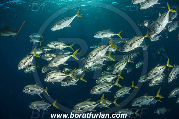 Jardines de la Reina, Cuba, Caribbean sea, Atlantic ocean, Caranx latus, Caranx, Carangidae, Horse-eye jack, Trevally, Jack, Fish, Fish school