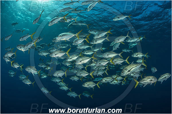 Jardines de la Reina, Cuba, Caribbean sea, Atlantic ocean, Caranx latus, Caranx, Carangidae, Horse-eye jack, Trevally, Jack, Fish, Fish school