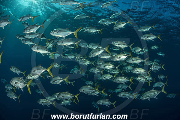 Jardines de la Reina, Cuba, Caribbean sea, Atlantic ocean, Caranx latus, Caranx, Carangidae, Horse-eye jack, Trevally, Jack, Fish, Fish school