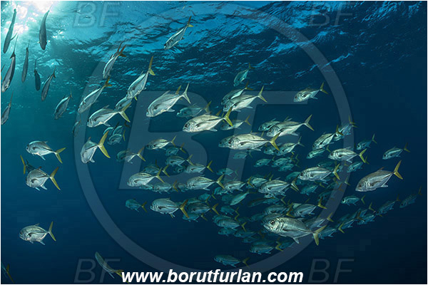 Jardines de la Reina, Cuba, Caribbean sea, Atlantic ocean, Caranx latus, Caranx, Carangidae, Horse-eye jack, Trevally, Jack, Fish, Fish school