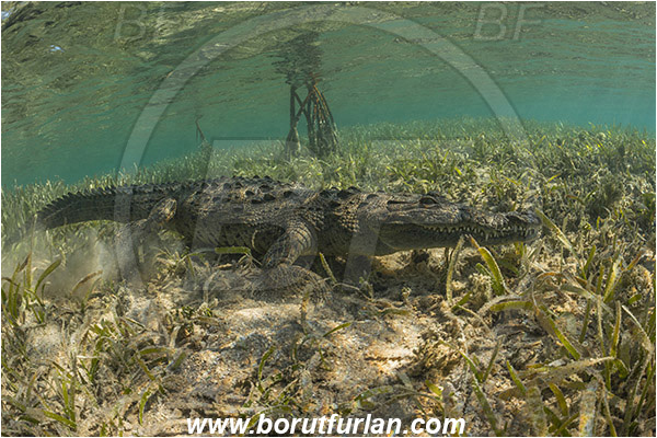 Jardines de la Reina, Cuba, Caribbean sea, Atlantic ocean, Crocodylus acutus, Crocodylus, Crocodylidae, Reptilia, Reptilian, American crocodile, Crocodile, Grass