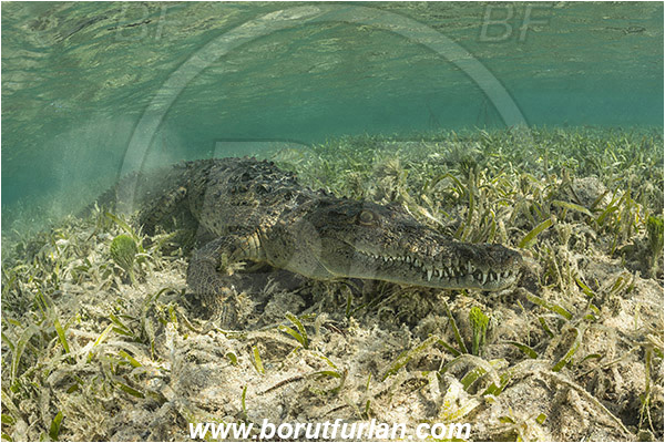 Jardines de la Reina, Cuba, Caribbean sea, Atlantic ocean, Crocodylus acutus, Crocodylus, Crocodylidae, Reptilia, Reptilian, American crocodile, Crocodile, Grass