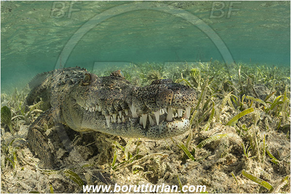 Jardines de la Reina, Cuba, Caribbean sea, Atlantic ocean, Crocodylus acutus, Crocodylus, Crocodylidae, Reptilia, Reptilian, American crocodile, Crocodile, Grass, Portrait