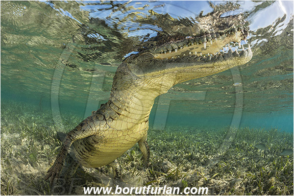 Jardines de la Reina, Cuba, Caribbean sea, Atlantic ocean, Crocodylus acutus, Crocodylus, Crocodylidae, Reptilia, Reptilian, American crocodile, Crocodile, Grass, Surface