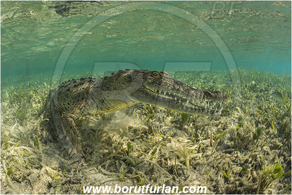 Jardines de la Reina, Cuba, Caribbean sea, Atlantic ocean, Crocodylus acutus, Crocodylus, Crocodylidae, Reptilia, Reptilian, American crocodile, Crocodile, Grass