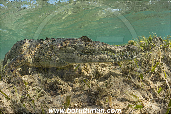 Jardines de la Reina, Cuba, Caribbean sea, Atlantic ocean, Crocodylus acutus, Crocodylus, Crocodylidae, Reptilia, Reptilian, American crocodile, Crocodile, Grass