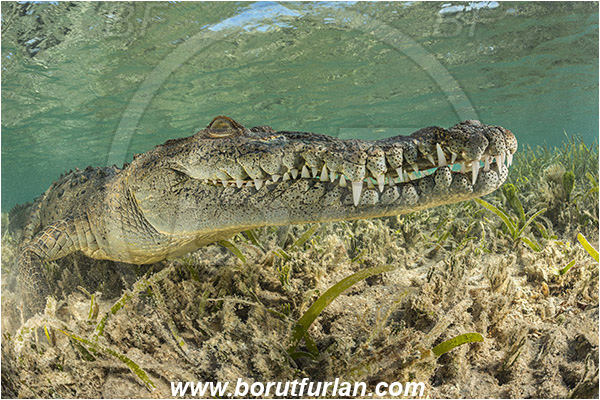 Jardines de la Reina, Cuba, Caribbean sea, Atlantic ocean, Crocodylus acutus, Crocodylus, Crocodylidae, Reptilia, Reptilian, American crocodile, Crocodile, Grass, Portrait