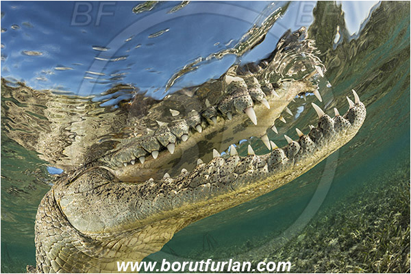 Jardines de la Reina, Cuba, Caribbean sea, Atlantic ocean, Crocodylus acutus, Crocodylus, Crocodylidae, Reptilia, Reptilian, American crocodile, Crocodile, Surface, Reflection