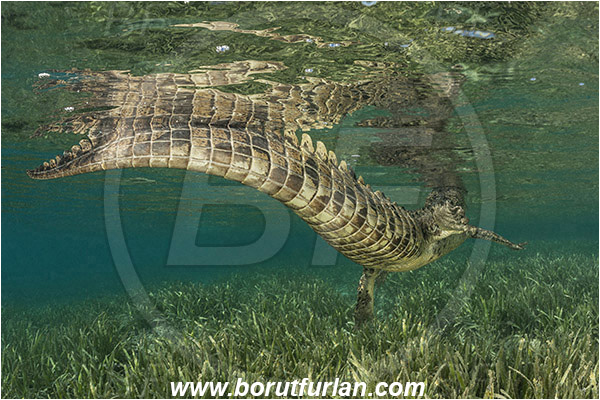 Jardines de la Reina, Cuba, Caribbean sea, Atlantic ocean, Crocodylus acutus, Crocodylus, Crocodylidae, Reptilia, Reptilian, American crocodile, Crocodile, Grass, Surface, Tail