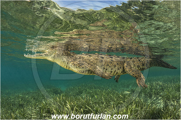 Jardines de la Reina, Cuba, Caribbean sea, Atlantic ocean, Crocodylus acutus, Crocodylus, Crocodylidae, Reptilia, Reptilian, American crocodile, Crocodile, Grass, Surface, Reflection