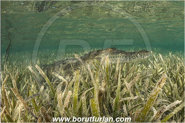 Jardines de la Reina, Cuba, Caribbean sea, Atlantic ocean, Crocodylus acutus, Crocodylus, Crocodylidae, Reptilia, Reptilian, American crocodile, Crocodile
