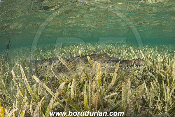 Jardines de la Reina, Cuba, Caribbean sea, Atlantic ocean, Crocodylus acutus, Crocodylus, Crocodylidae, Reptilia, Reptilian, American crocodile, Crocodile