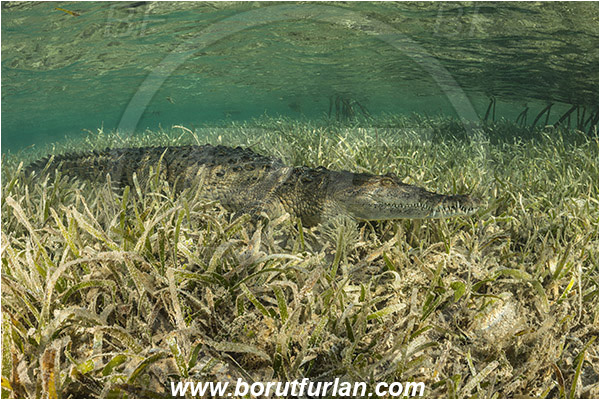 Jardines de la Reina, Cuba, Caribbean sea, Atlantic ocean, Crocodylus acutus, Crocodylus, Crocodylidae, Reptilia, Reptilian, American crocodile, Crocodile, Grass