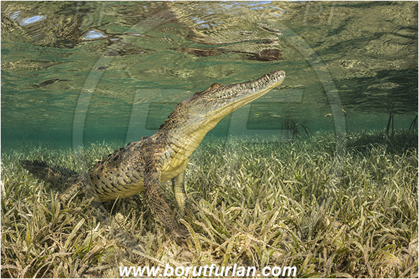 Jardines de la Reina, Cuba, Caribbean sea, Atlantic ocean, Crocodylus acutus, Crocodylus, Crocodylidae, Reptilia, Reptilian, American crocodile, Crocodile, Grass