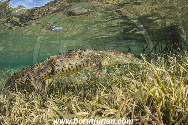 Jardines de la Reina, Cuba, Caribbean sea, Atlantic ocean, Crocodylus acutus, Crocodylus, Crocodylidae, Reptilia, Reptilian, American crocodile, Crocodile, Grass