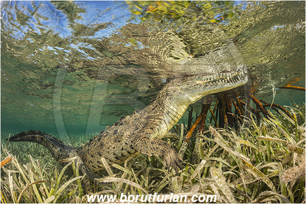 Jardines de la Reina, Cuba, Caribbean sea, Atlantic ocean, Crocodylus acutus, Crocodylus, Crocodylidae, Reptilia, Reptilian, American crocodile, Crocodile, Surface, Grass