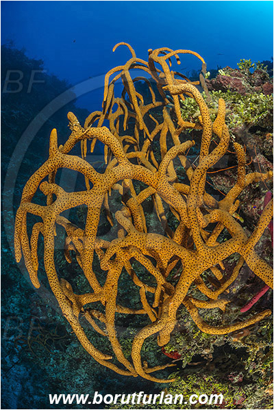 Jardines de la Reina, Cuba, Caribbean sea, Atlantic ocean, Aplysina fulva, Aplysina, Aplysinidae, Scattered pore rope sponge, Sponge, Porifera, Reef