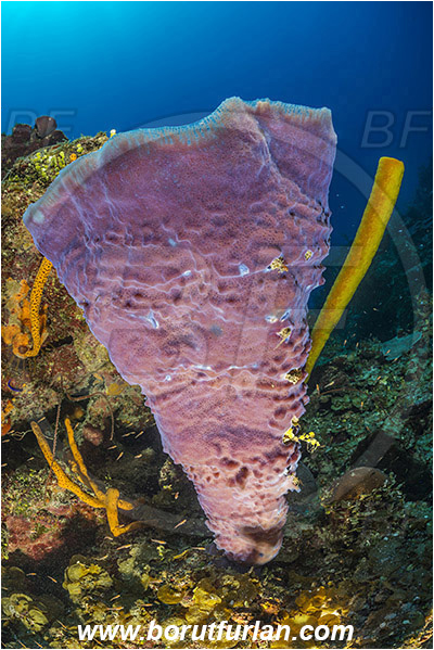 Jardines de la Reina, Cuba, Caribbean sea, Atlantic ocean, Callyspongia (Cladochalina) plicifera, Callyspongia, Callyspongiidae, Azure vase sponge, Sponge, Porifera, Reef