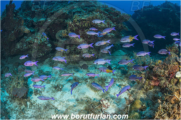 Jardines de la Reina, Cuba, Caribbean sea, Atlantic ocean, Clepticus parrae, Clepticus, Labridae, Creole wrasse, Juvenile, Wrasse, Fish, Fish school, Reef