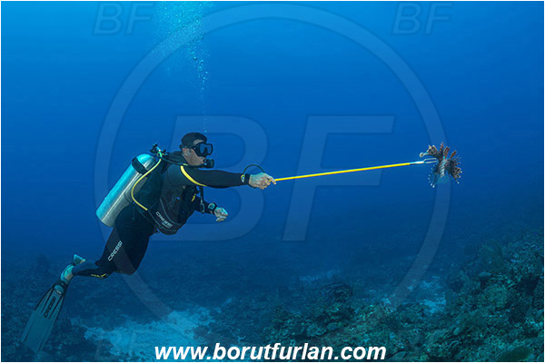 Jardines de la Reina, Cuba, Caribbean sea, Atlantic ocean, Reef, Diver, Feeding sharks with lionfish