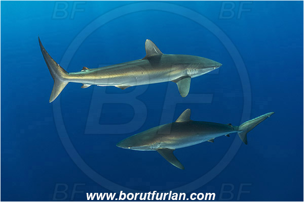 Jardines de la Reina, Cuba, Caribbean sea, Atlantic ocean, Carcharhinus falciformis, Carcharhinus, Carcharhinidae, Elasmobranchii, Silky shark, Shark, Fish, Boat