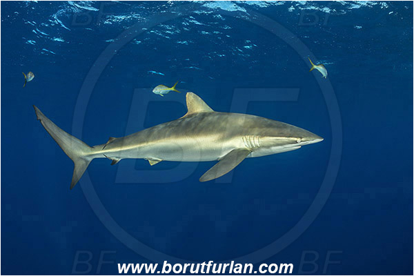 Jardines de la Reina, Cuba, Caribbean sea, Atlantic ocean, Carcharhinus falciformis, Carcharhinus, Carcharhinidae, Elasmobranchii, Silky shark, Shark, Fish, Boat