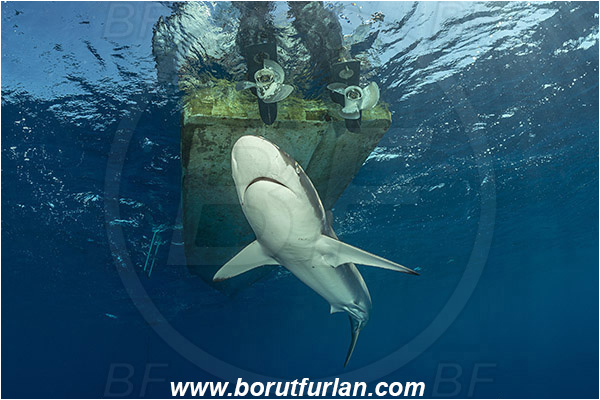 Jardines de la Reina, Cuba, Caribbean sea, Atlantic ocean, Carcharhinus falciformis, Carcharhinus, Carcharhinidae, Elasmobranchii, Silky shark, Shark, Fish, Boat