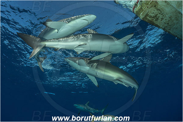 Jardines de la Reina, Cuba, Caribbean sea, Atlantic ocean, Carcharhinus falciformis, Carcharhinus, Carcharhinidae, Elasmobranchii, Silky shark, Shark, Fish, Boat