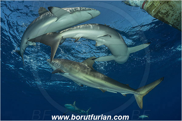 Jardines de la Reina, Cuba, Caribbean sea, Atlantic ocean, Carcharhinus falciformis, Carcharhinus, Carcharhinidae, Elasmobranchii, Silky shark, Shark, Fish, Boat