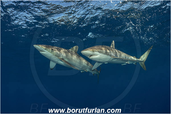 Jardines de la Reina, Cuba, Caribbean sea, Atlantic ocean, Carcharhinus falciformis, Carcharhinus, Carcharhinidae, Elasmobranchii, Silky shark, Shark, Fish