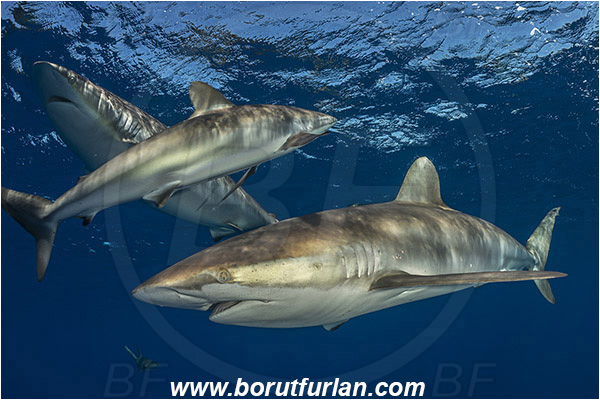 Jardines de la Reina, Cuba, Caribbean sea, Atlantic ocean, Carcharhinus falciformis, Carcharhinus, Carcharhinidae, Elasmobranchii, Silky shark, Shark, Fish