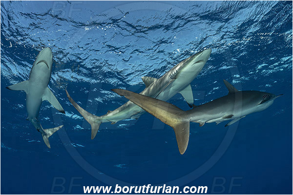 Jardines de la Reina, Cuba, Caribbean sea, Atlantic ocean, Carcharhinus falciformis, Carcharhinus, Carcharhinidae, Elasmobranchii, Silky shark, Shark, Fish